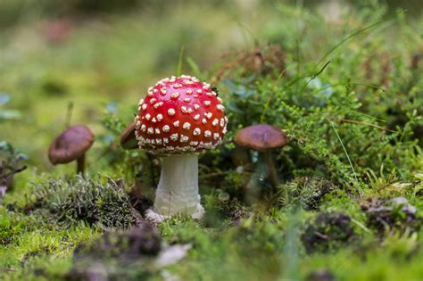 100 Amazing Mushroom Photos · Pexels · Free Stock Photos