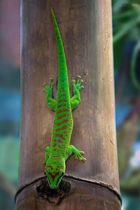 How Do Geckos Climb On Everything Deep Guide Petshoper