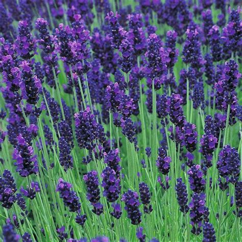 English Lavender Our Plants Kaw Valley Greenhouses