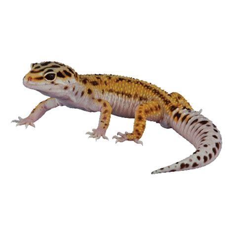 Gecko Png Transparent Image Download Size 500x500px