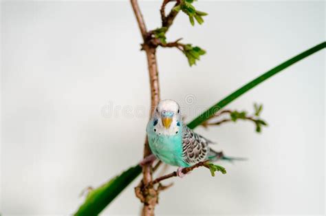 Wavy Parrot Of Blue Color Sitting On A Branch At Home Stock Image