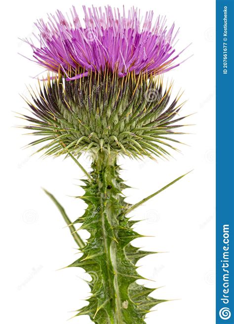 Flower Of Thistle Lat Carduus Isolated On White Background Stock