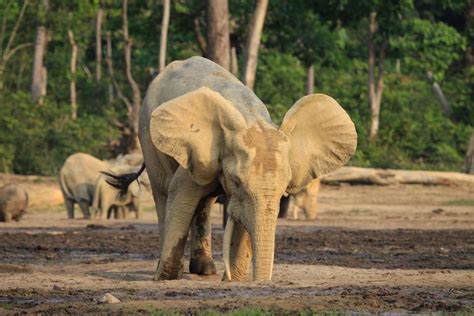 Poachers Ravage The Village Of Elephants Urban Hermits