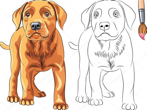 dessin de chien labrador  Les dessins et coloriage