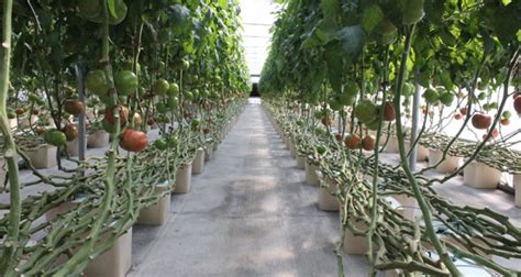 Hydroponic dutch bucket systems (bato bucket systems) are perhaps the simplest hydroponic (and sometimes aquaponic, although aquaponics is more difficult) system to build, and a favorite of growers the world over. What is a Bato Bucket (Dutch Bucket)?