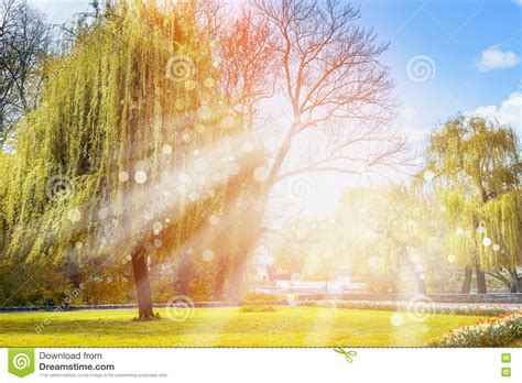 Natural Spring Landscape The Sun S Rays On Background Of Trees And