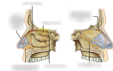 Innervation Of The Nose Diagram Quizlet