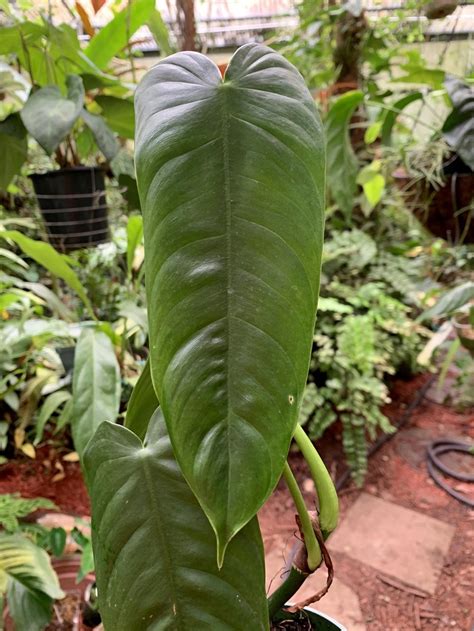 Philodendrons Plant Care And Collection Of Varieties
