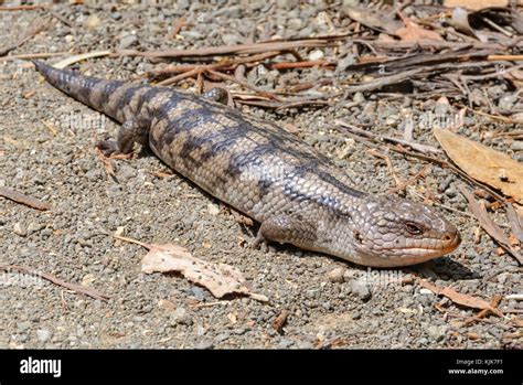 Blotched Blue Tongue Lizard Tiliqua Nigrolutea Is The Largest Lizard