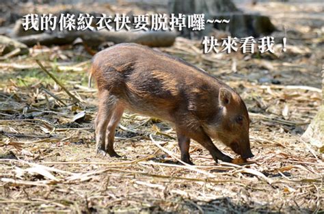 Volume 6, page 3683, character 1. 4隻正統小野豬 開始長牙+褪色! | 台灣動物新聞網