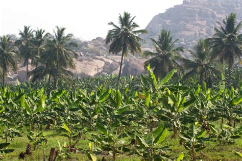 Banana Plantation In Humpi City India Karnataka Organic Farm Food