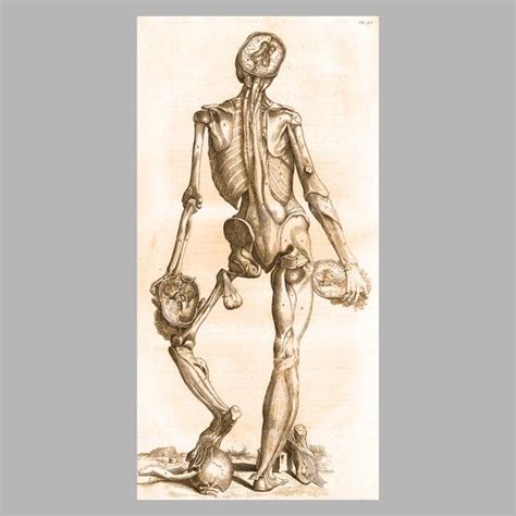 Vintage Sketch Human Anatomy Drawing Panorama Poster 26 X 13 Inches