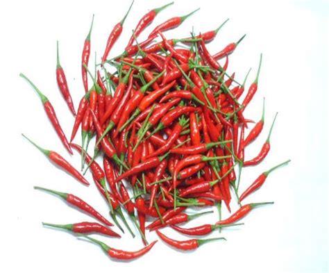 Fresh Red Chilli Padi Buy Thai Red Chilli Online Fresh Red Chilli