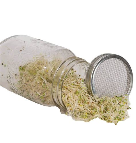 Sprouting Jar With Metal Lid And Seeds West Coast Seeds