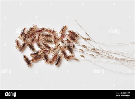 Head Lice Eggs Hi Res Stock Photography And Images Alamy