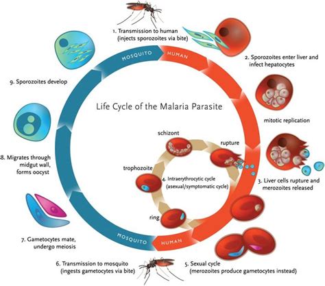 Plasmodium Malariae Life Cycle Sexiz Pix