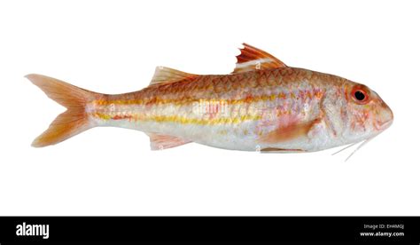 Striped Mullet Hi Res Stock Photography And Images Alamy