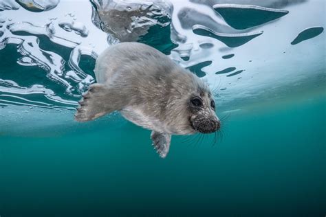 Photographer Captures Adorable Shots Of Seal Pups In Lake Baikal