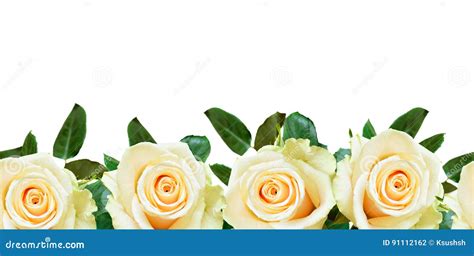 White Rose Flowers Border Stock Photo Image Of Congratulation 91112162