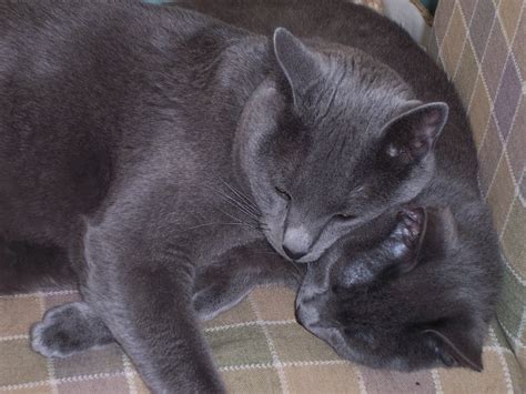 Flowers cats are not allergic to. Supposedly these cats have a different fur so I may not be ...