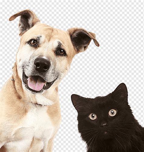 S Of Dogs And Cats Dog Cat Animal Png Pngwing