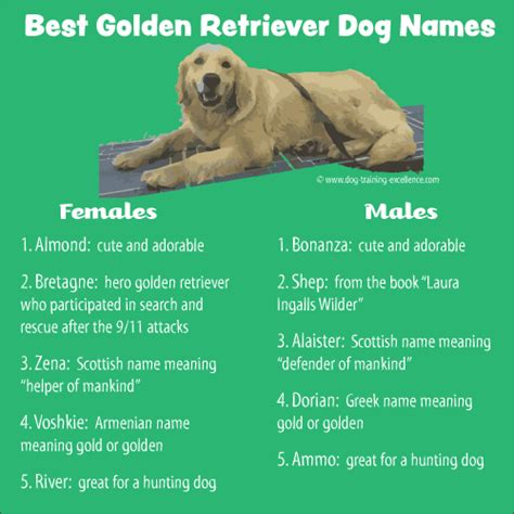 Check spelling or type a new query. 400+ Memorable Golden Retriever Names to Celebrate your ...