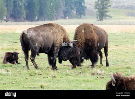 Male American Bisons Bison Bison Fighting Hayden Valley Yellowstone