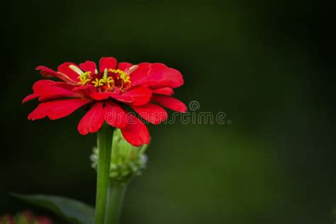 Red Zinnia Flower Is Bloomingzinnia Flowerred Zinnia Common Zinnia