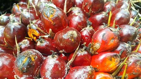 Close Up View Of Palm Oil Fruits In Plantation Stock Photo Download
