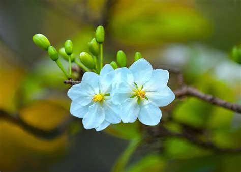 Hình Nền Các Loài Hoa đẹp Mùa Xuân Yêu Macbook
