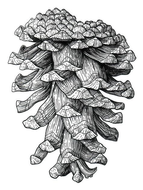 9 Pinecones Ideas Pine Cone Drawing Pine Cones Drawings