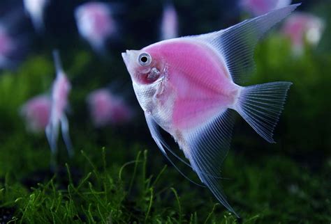 Freshwater Angelfish Pterophyllum Pink Fish Angel Fish Beautiful Fish