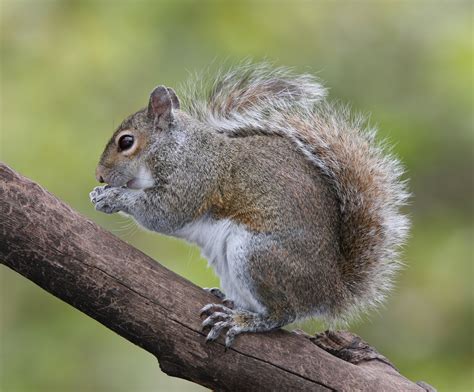 Fileeastern Grey Squirrel