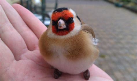 A Few Real Life “angry Birds” 25 Pics