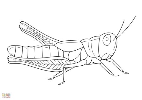 8+ New Ideas Grasshopper Coloring