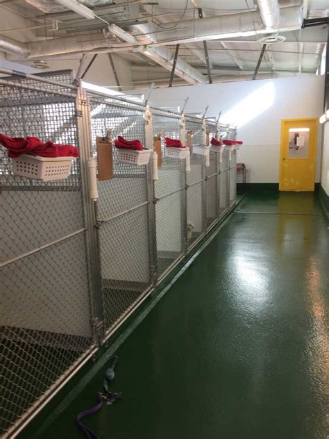 Shampoo, conditioner, nails & ears. Piedmont Triad | Dogs By Andy K-9 Services