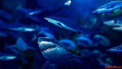 Wallpapers Sharks Ultra Animal Background Megalodon Wild
