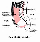 Pelvic Core Muscles Photos