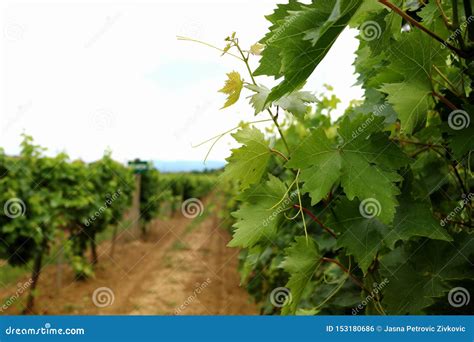 Vines In A Vineyard Near A Winery In The Evening Sun White Wine Grapes