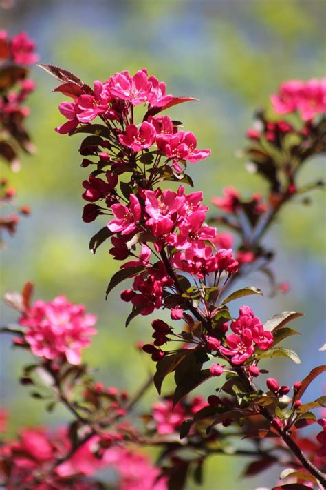 Prairifire Flowering Crabapple Growth Rate Best Flower Site
