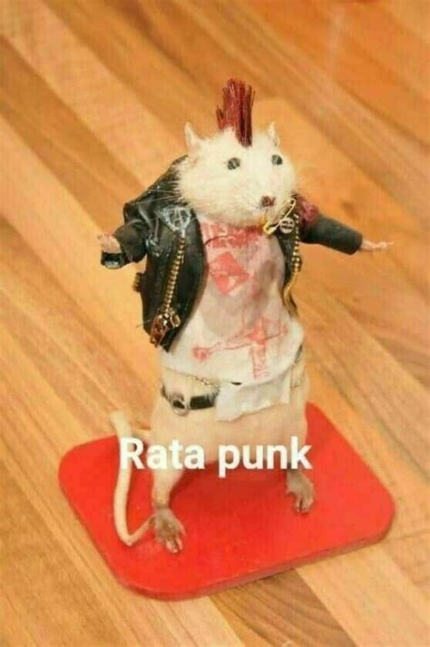 Ratita Punk In 2021 Animal Memes Cute Rats Funny Animal Pictures
