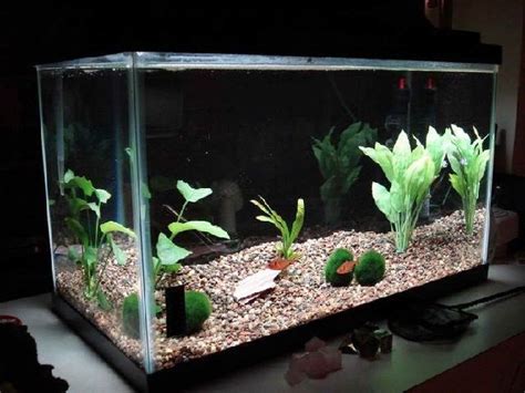 Check spelling or type a new query. Model Aquarium Hias yang Populer Hingga Saat Ini