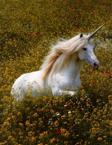a magical unicorn pegasus unicorn real unicorn unicorn art magical unicorn white unicorn