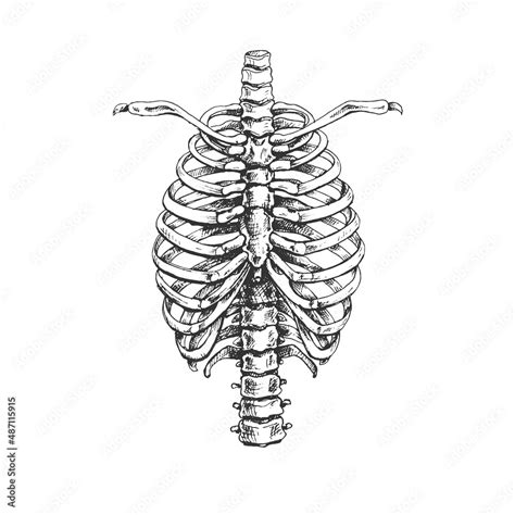 473human Chest Sternumhuman Chest Bones Human Skeletal System