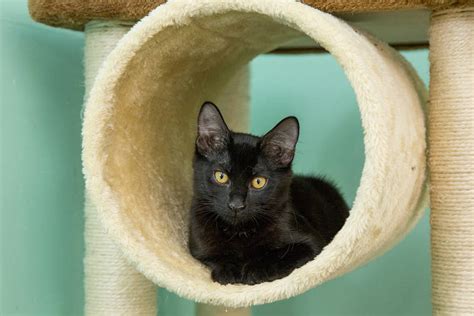 See actions taken by the people who manage and post content. Want to adopt a cat? Here's what to consider | Honolulu ...
