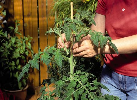Tomatenpflanzen wachsen nur in die höhe, wenn sie. Neudorff: Tomate (Solanum lycopersicum)