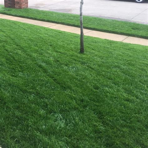 Can I Mix Tall Fescue And Kentucky Bluegrass Trending Home Bfd