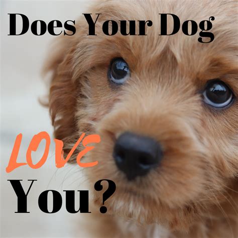 Signs Your Dog Loves You Pethelpful