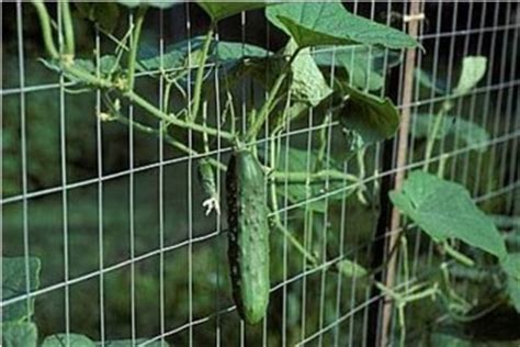 Cucumbers are the most watery vegetable, comprising of 96% h2o. Cucumber Crop Guide - Growing Cucumbers