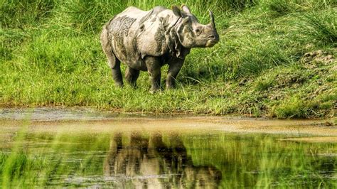 One Horned Rhino Tour In Nepal Tiger Encounter